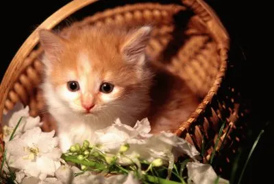 gatet