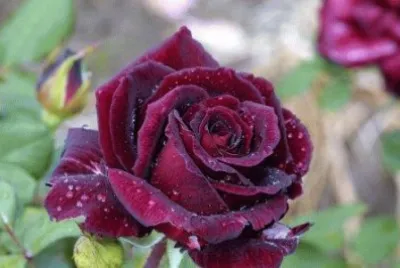 Rosa