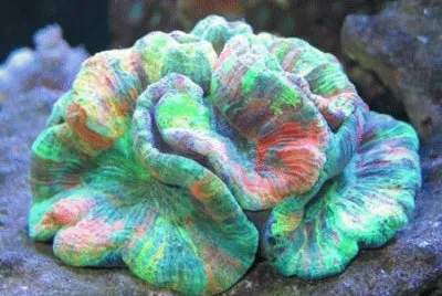 Coral found in Italy