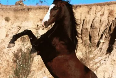 Horse