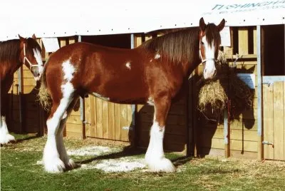 Clydesdale Horse