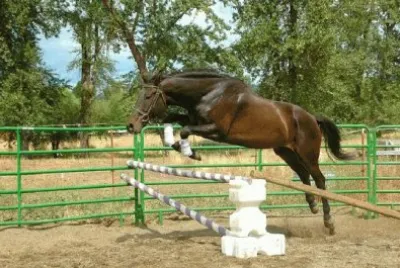 Horse