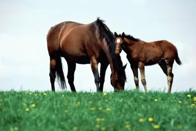 Horses