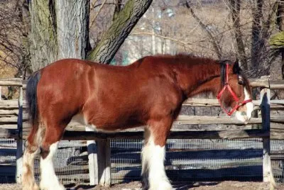 Clydesdale Horse