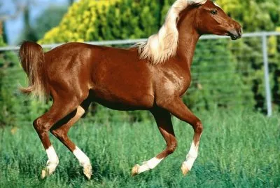 Horse