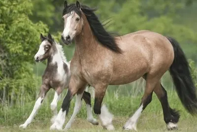Gypsy Horses