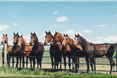 Horses at the Fence
