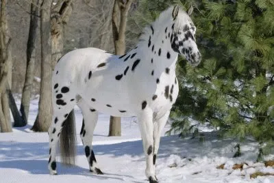 Appaloosa Horse