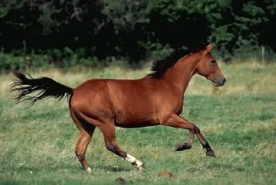 Quarter Horse