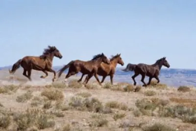 Wild Horses
