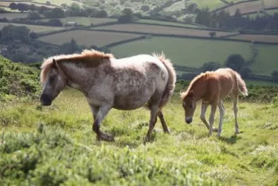 Wild Horses