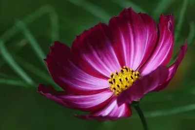 cosmos