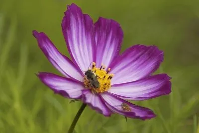 cosmos