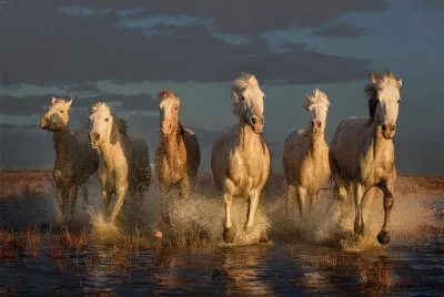 caballos jigsaw puzzle