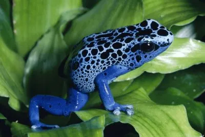 פאזל של Sapo Flecha