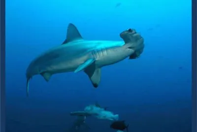 פאזל של TiburÃ³n Martillo Gigante