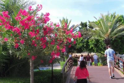 flores