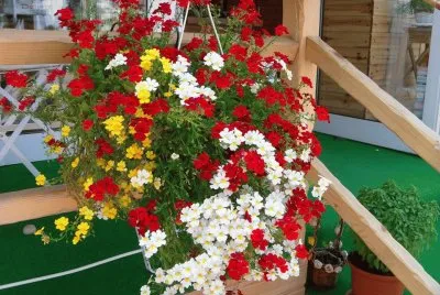 flores
