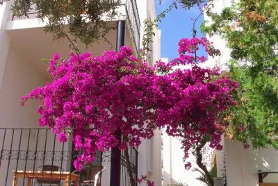 flores