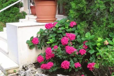 jardim