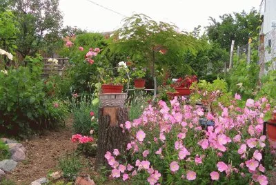 jardim