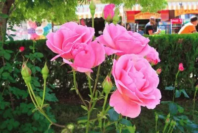 rosas