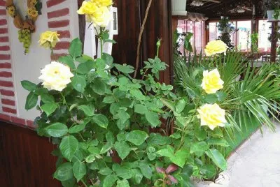 rosas