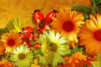 Fantastic Flowers