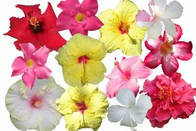 Hawaiian Flowers