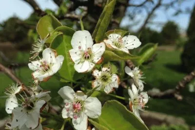 Pear Tree Blooming 5/4/14