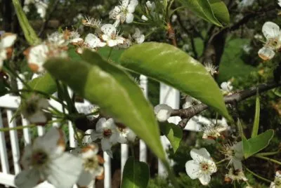 Pear Tree Blooming 5/3/14