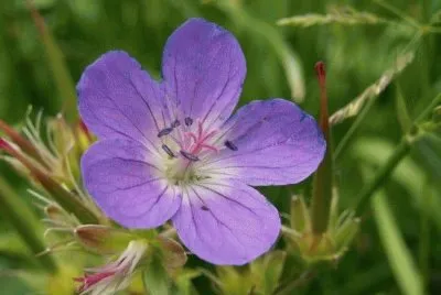 geranium des prÃ©s
