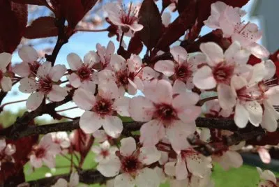 Plum tree Blooms