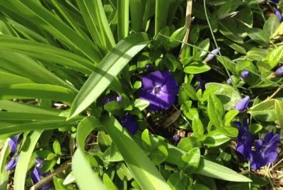 ground cover