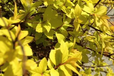 Spirea