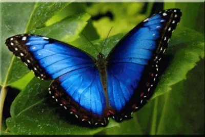 papillon