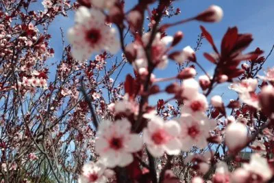Plum tree in bloom