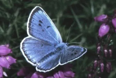papillon