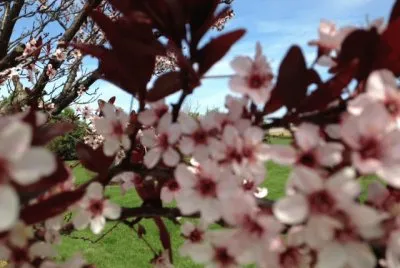 plum tree