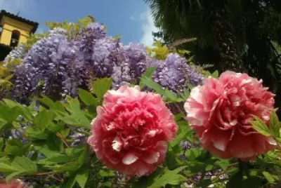 Wisteria and Peonies