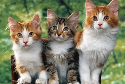 GATICOS