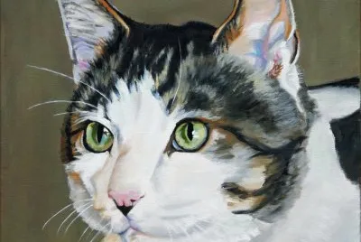 gato