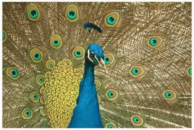- 2- pavÃ£o