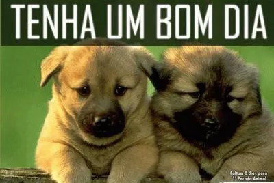 - 3- cachorrinho