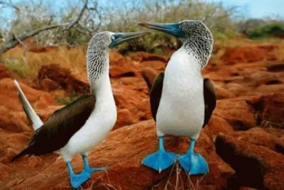 - pato
