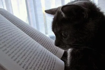 - gato,(6)