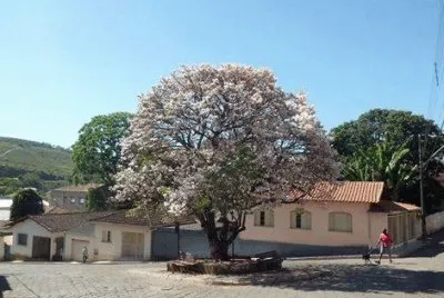 - ipe cor de rosa,(cidade PoÃ§o Fundo m.g)
