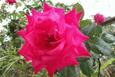 - rosa vermelha,(3)