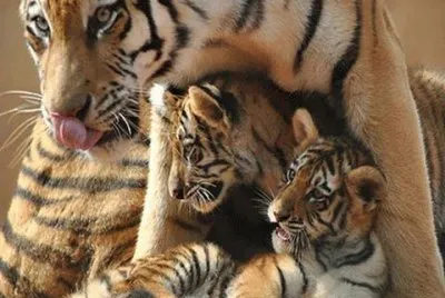 - tigre