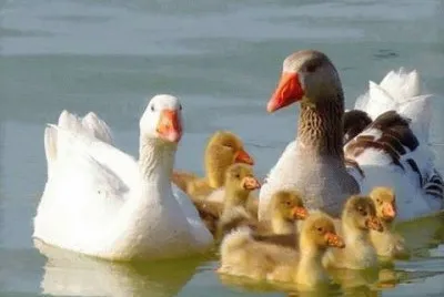 - patos jigsaw puzzle